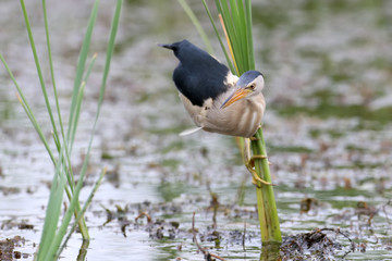 Male little bittern twisted neck and ready to catch prey. Sits on reed