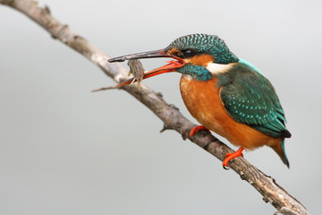 Kingfisher with fish closeup portrait