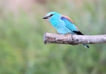 Roller on branch