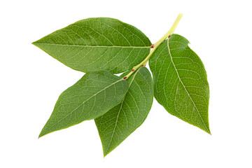 Blueberry fruit leaf closeup