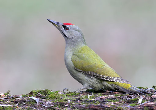 Grey woodpecker closeup portrait. Sitting on branch. 