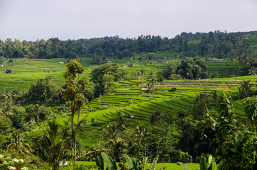 BALI nature RICE FIELDS 02