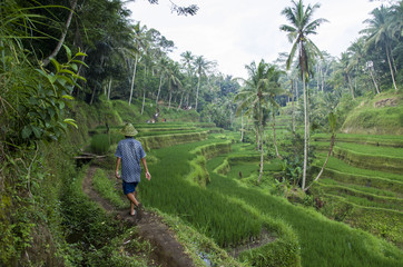 BALI nature RICE FIELDS 01