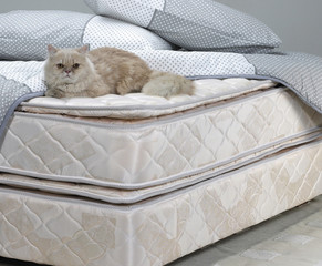 Persian cat resting on bed