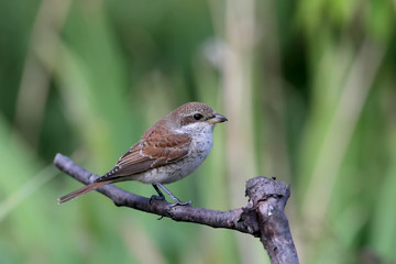 Female of common shrike posing