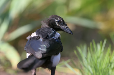 Young magpie with damaged beak filmed from back. Very expressive looks