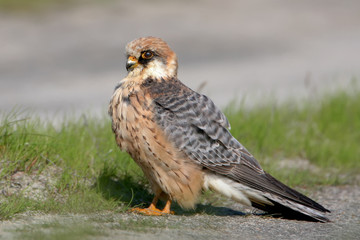 Red fotted falcon