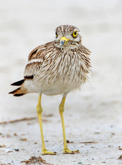 Stone curlew