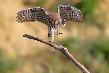 Little owl dancing on branch with wide open wings