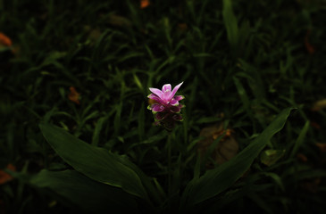 Obraz premium Siam Tulip in the park