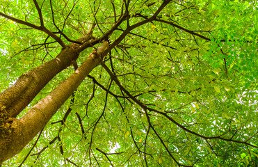 Tree canopy of a tropical  forest 
