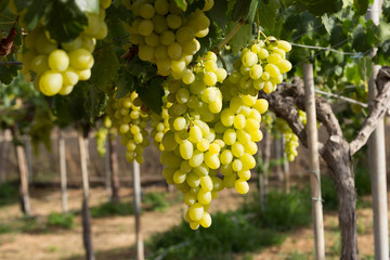 Racimos de uva blanca en la parra
