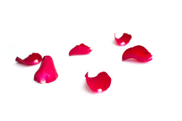 Red rose petals isolated on white background for valentine background or romantic event.(selective focus)