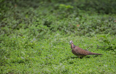 Spotted Dove Standing On Grass In The Temple Of Thailand.