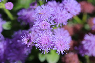 blauer Leberbalsam