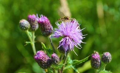Creeping Thistle (Cirsium arvense).