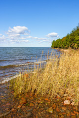 Beach reeds by a lake