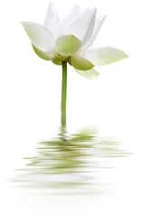 Foto op Plexiglas Lotusbloem lotus blanc