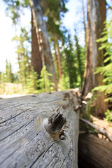 Felled tree in the forest