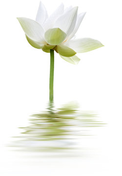 Fototapeta lotus blanc
