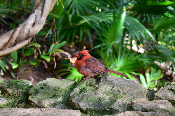 The Northern Cardinal