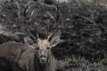 Swamp Deer Live In Open Zoo, Thailand.
