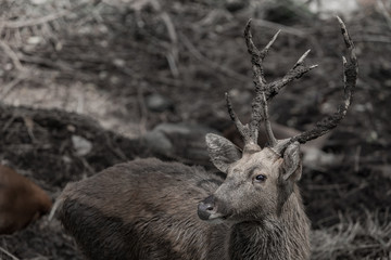 Swamp Deer Live In Open Zoo, Thailand.