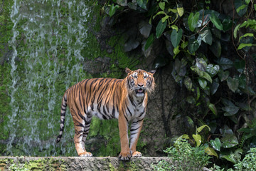 Fototapeta na wymiar A Tiger Live In Khao Kheow Open Zoo,Thailand.