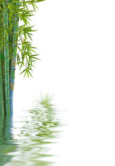 Fototapeta na wymiar reflets de bambou, fond blanc 