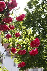 Rote Rosen