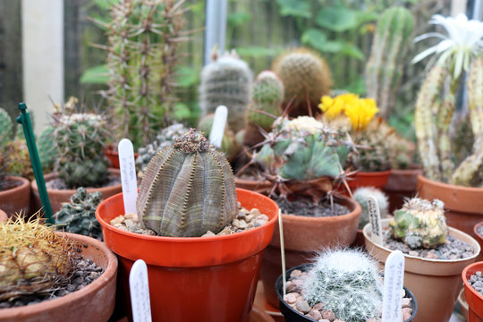 Potted euphorbia obesa succulent