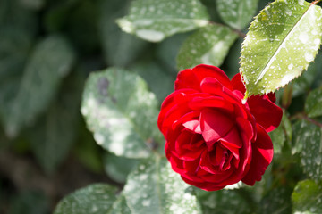 Red Roses