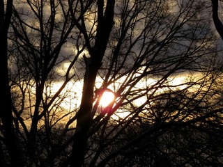 Sunset Behind The Trees Landscape 