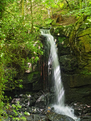 In lush Derbyshire woodland Bentley Brook tumbles over a rocky, moss covered, outcrop falling on rocks below