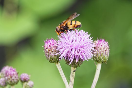Close up of a yellow and black stripped hoverfly on purple plume thistle collecting pollen