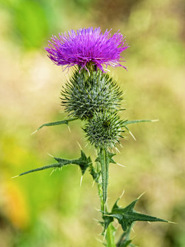Close up of a Purple Plume Thistle in full bloom with spiked leaves and buds in the summer sunshine