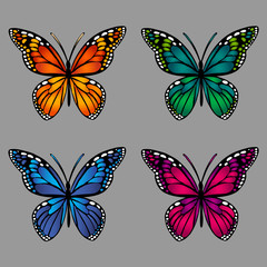 Fototapeta na wymiar colorful butterflies on gray background