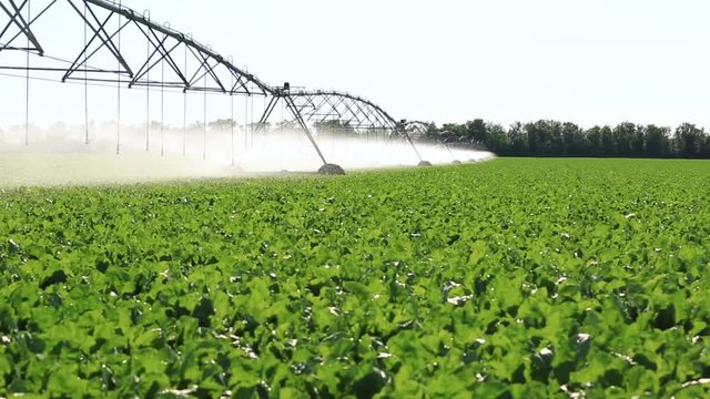 Irrigation Of Agriculture Field