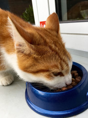 Hungrige Hauskatze auf einer Fensterbank