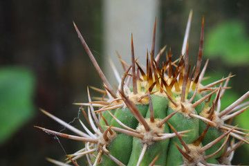 Naklejka na ściany i meble Large very spiky cactus
