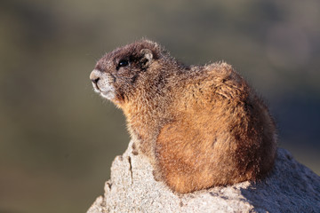 Marmot Resting on Rock at the Top of Mount Evans, Colorado