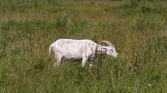 Domestic white goat is eating grass on a green meadow.