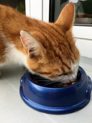 Hungrige Hauskatze auf einer Fensterbank