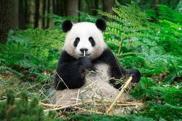 Fotobehang Panda Leuke Panda zittend in het regenwoud
