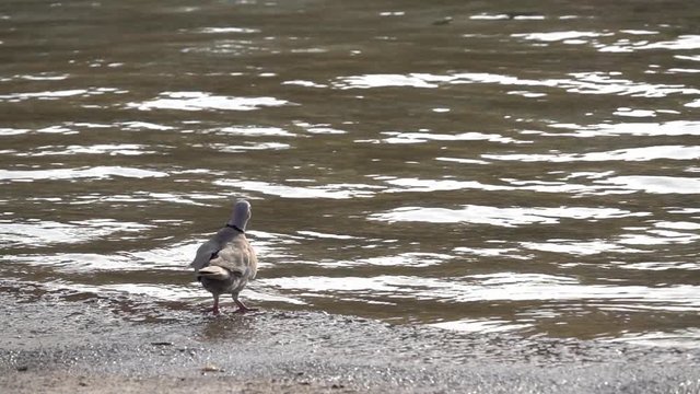 Flying pigeon, slow motion. One pigeons are calm and then fly near the water