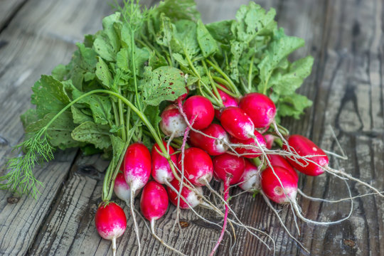 Radishes from the garden on the old wooden table