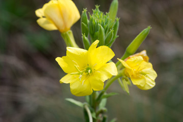 yellow primrose flowers selective focus