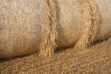 Balle dorate di fieno su campo