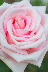 Close up of pink rose petals with drops of water