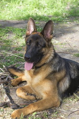 Portrait of a German shepherd
